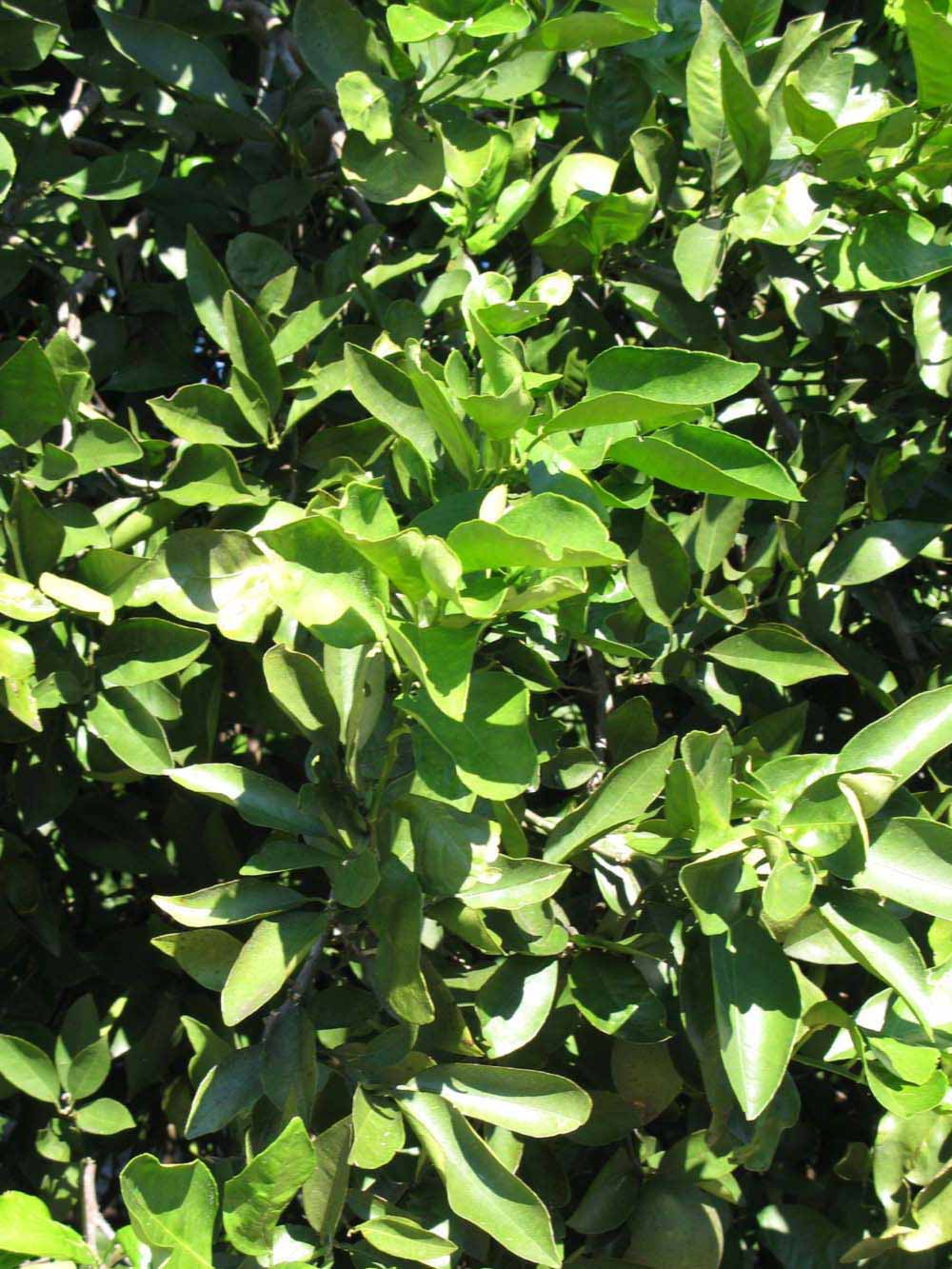              Sun leaves (Winter Haven, FL)       